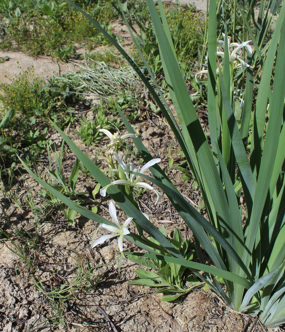 Изображение особи Iris sogdiana.