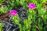 Carpobrotus acinaciformis. Цветущие растения. Израиль, г. Тель-Авив, возле моря. 07.04.2018.