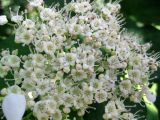 Viburnum opulus. Центральная часть соцветия с фертильными (плодущими) цветками. Украина, г. Киев, Южная Борщаговка, ул. Симиренко. 22 мая 2010 г.