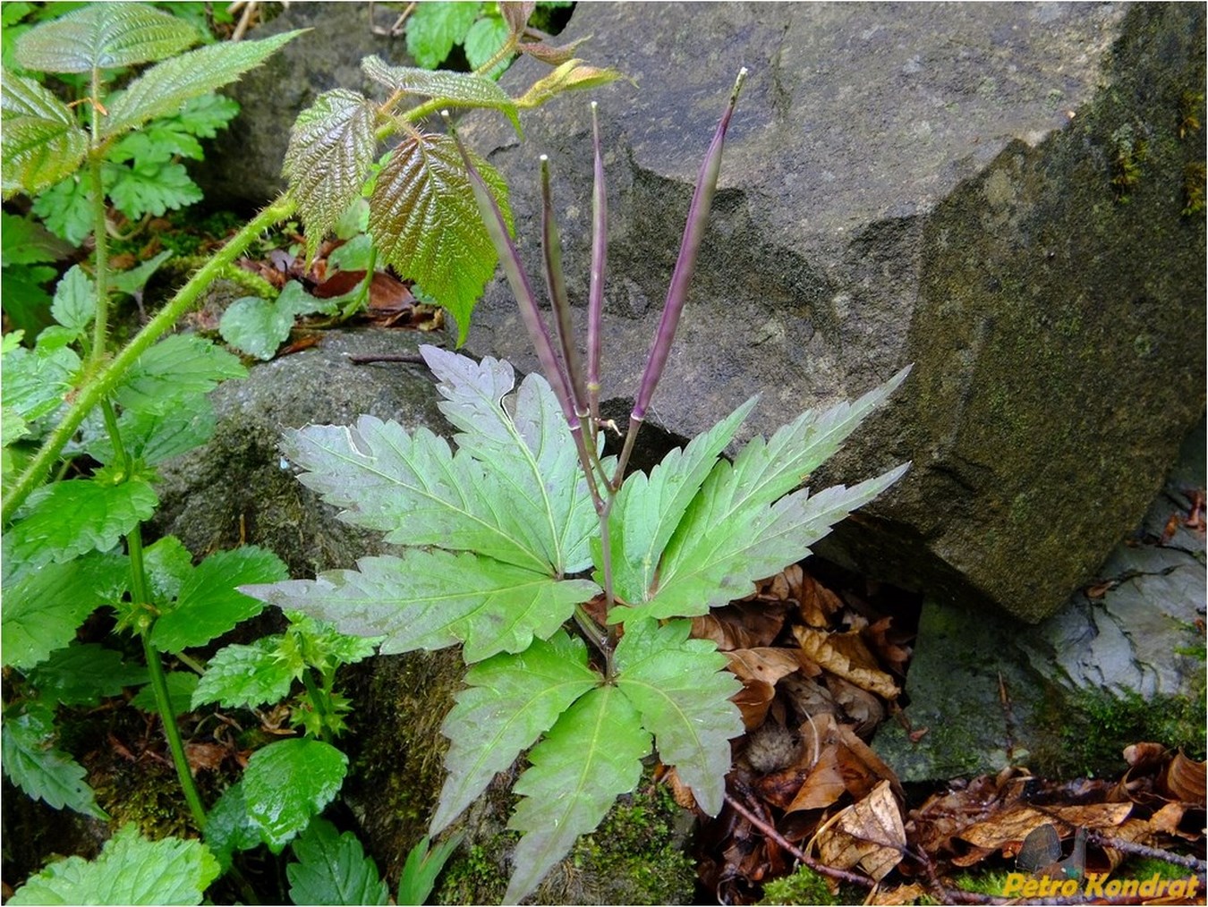 Изображение особи Cardamine glanduligera.