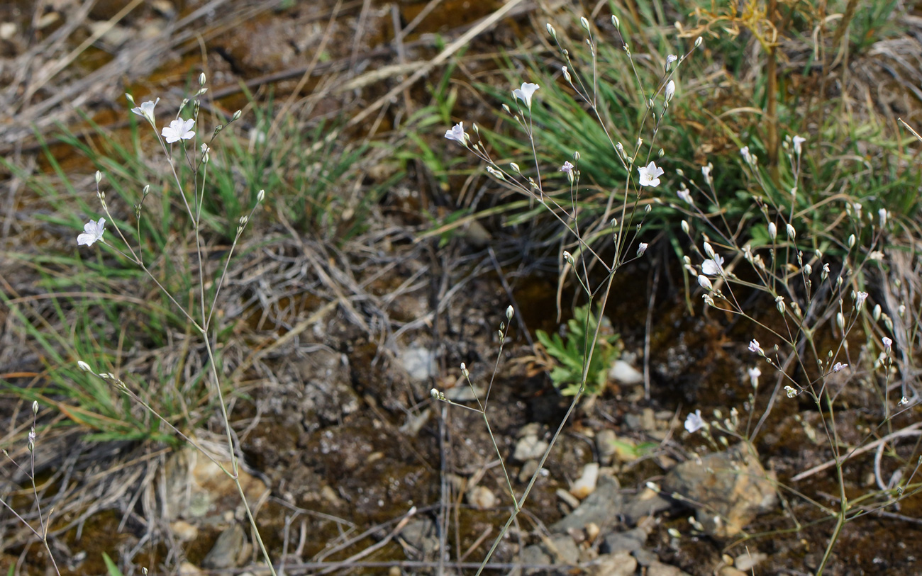 Image of Gypsophila patrinii specimen.