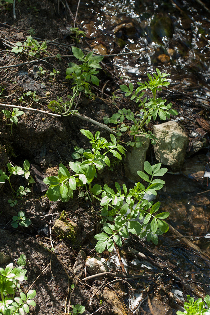 Изображение особи Cardamine amara.