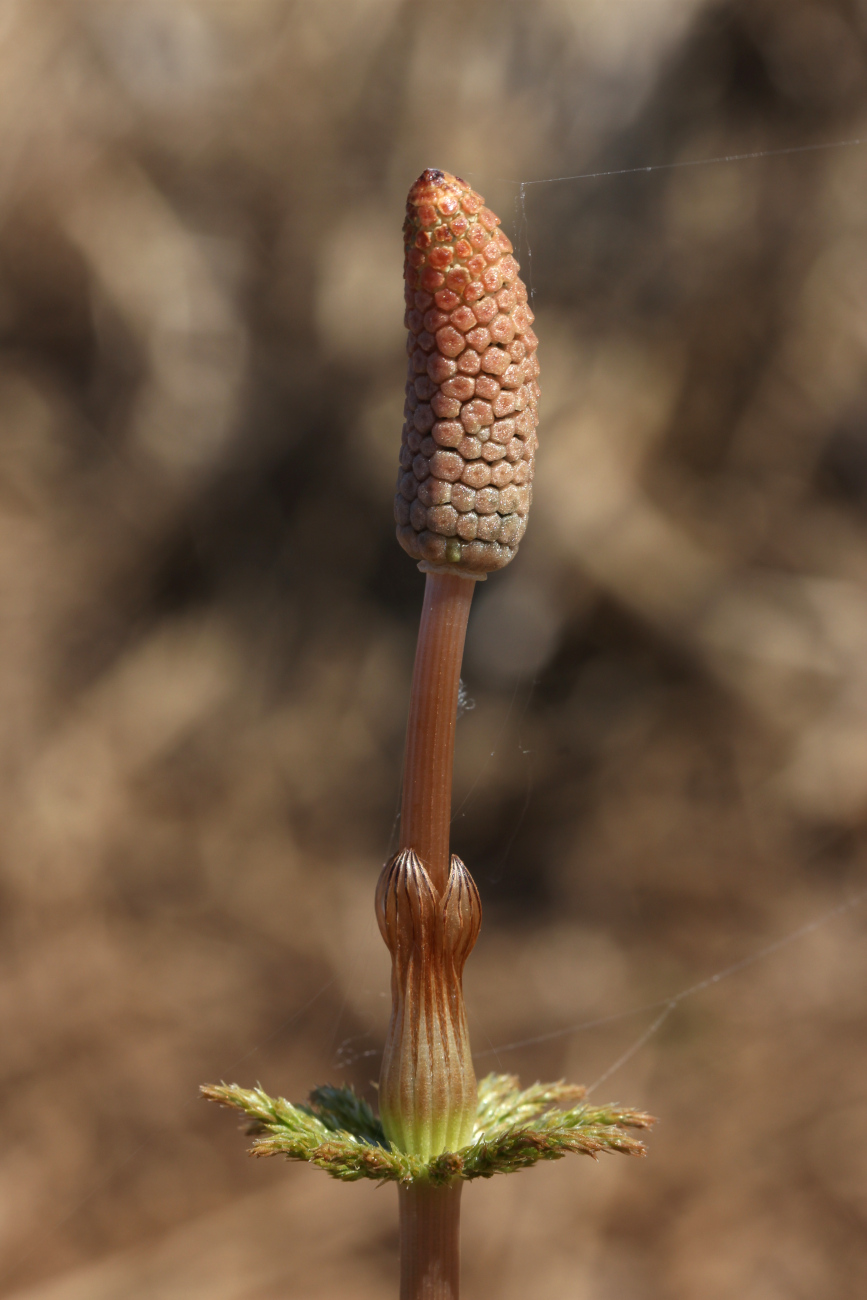 Изображение особи Equisetum sylvaticum.