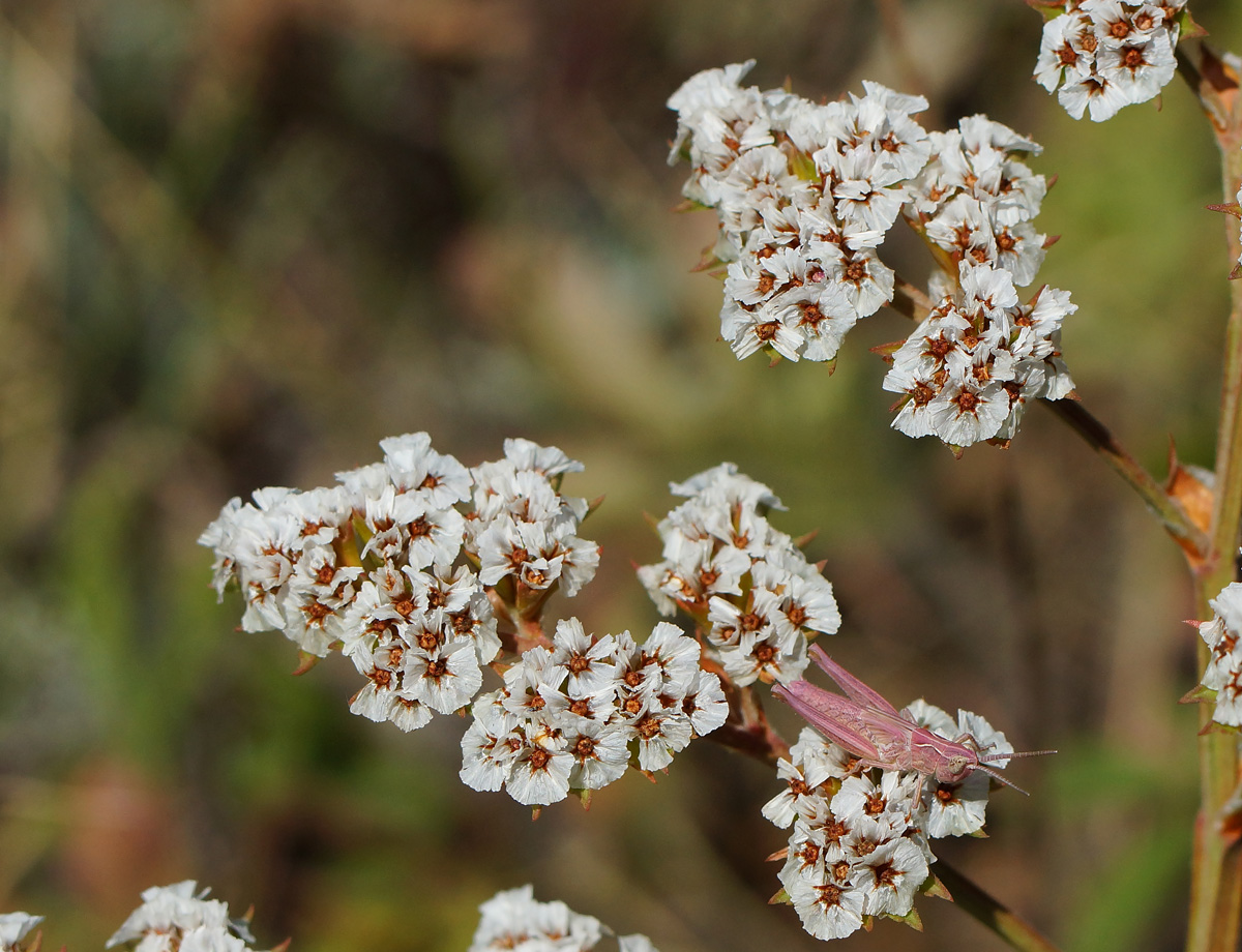 Image of Goniolimon dschungaricum specimen.