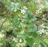 Rubus nessensis