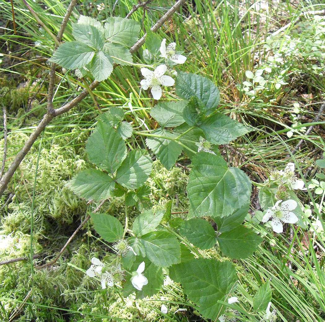 Изображение особи Rubus nessensis.