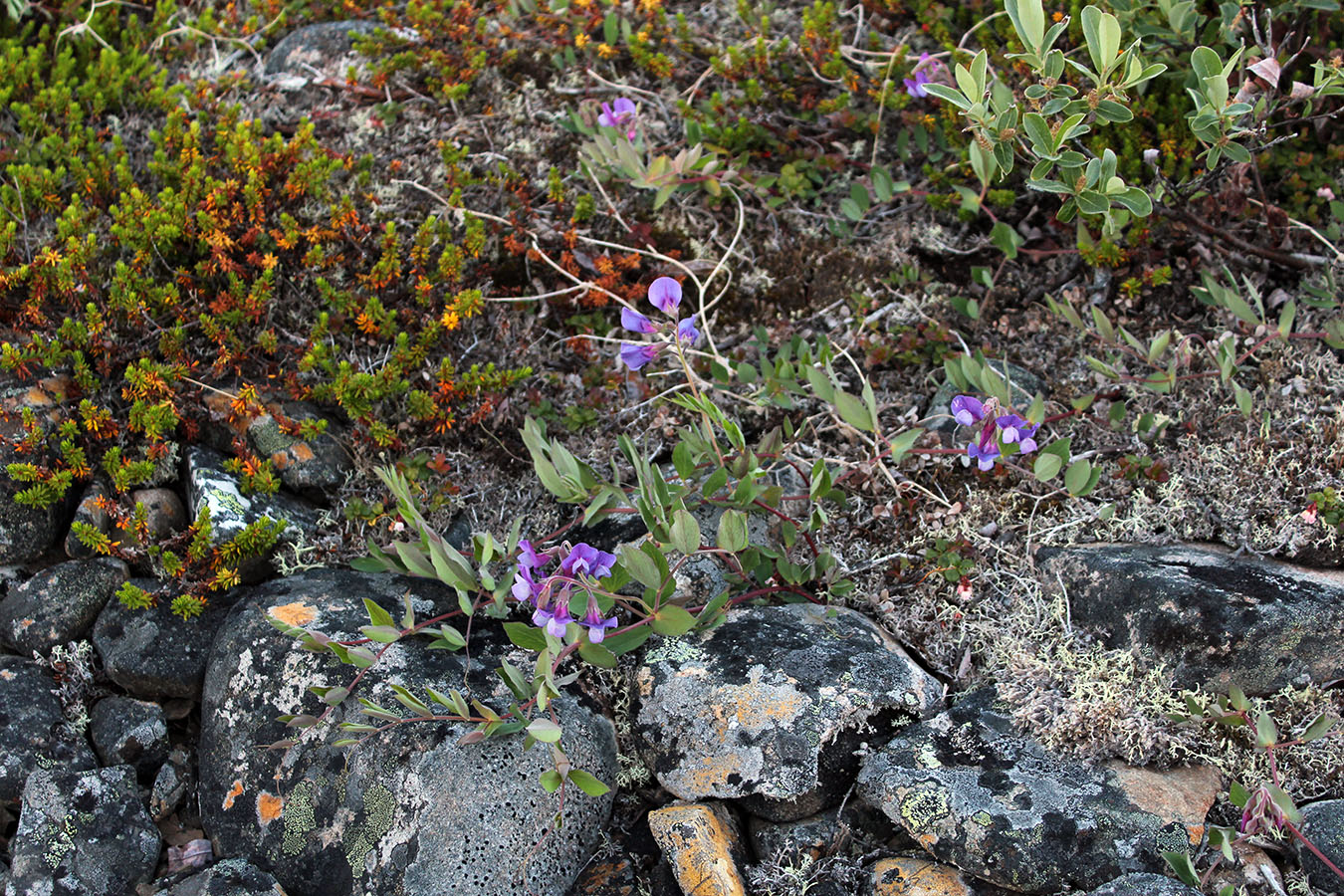 Image of Lathyrus japonicus ssp. pubescens specimen.