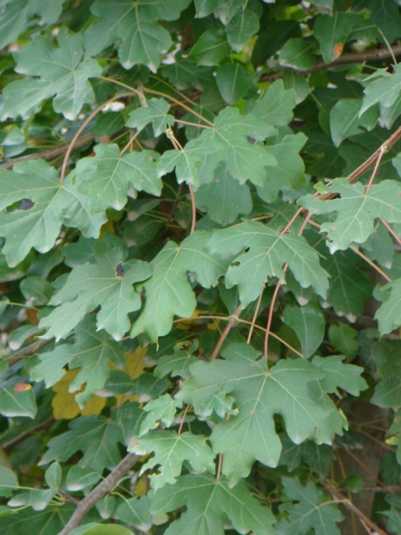 Image of Acer campestre specimen.