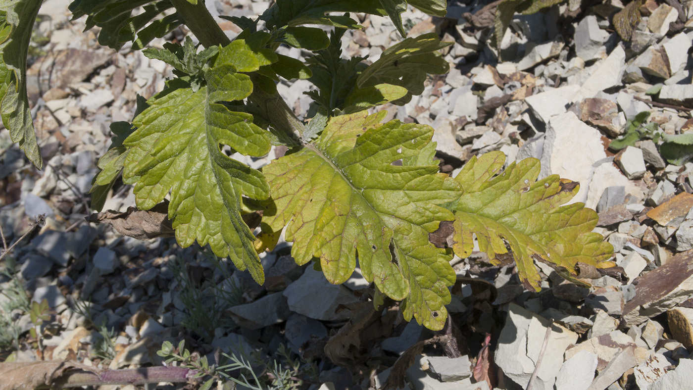 Изображение особи Senecio grandidentatus.