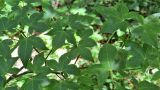 Acer pauciflorum