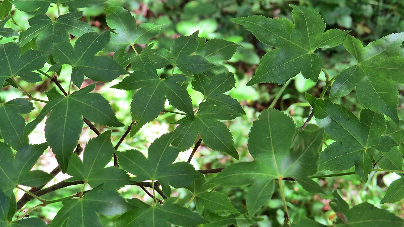 Image of Acer pauciflorum specimen.