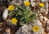 Pallenis spinosa