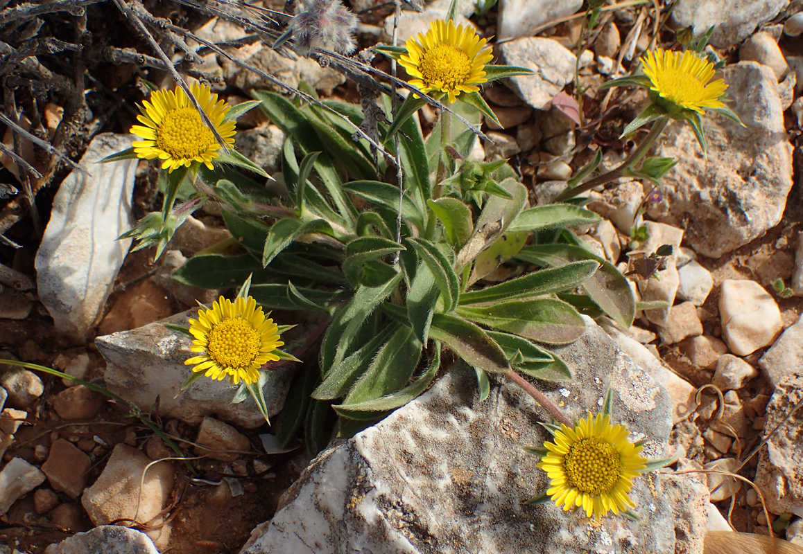 Изображение особи Pallenis spinosa.