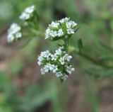 Valerianella uncinata