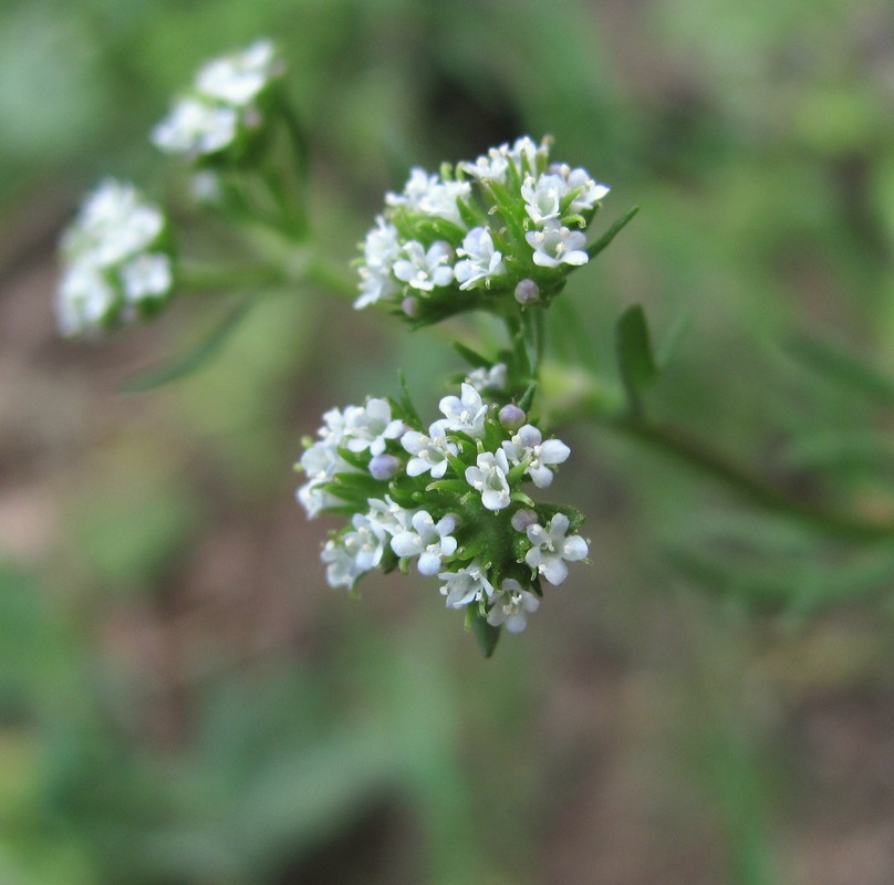 Image of Valerianella uncinata specimen.