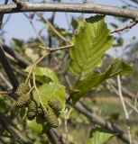 Alnus incana. Часть ветви с соплодиями и листьями. Краснодарский край, Крымский р-н, долина реки Шибик, берег пруда. 22.09.2018.