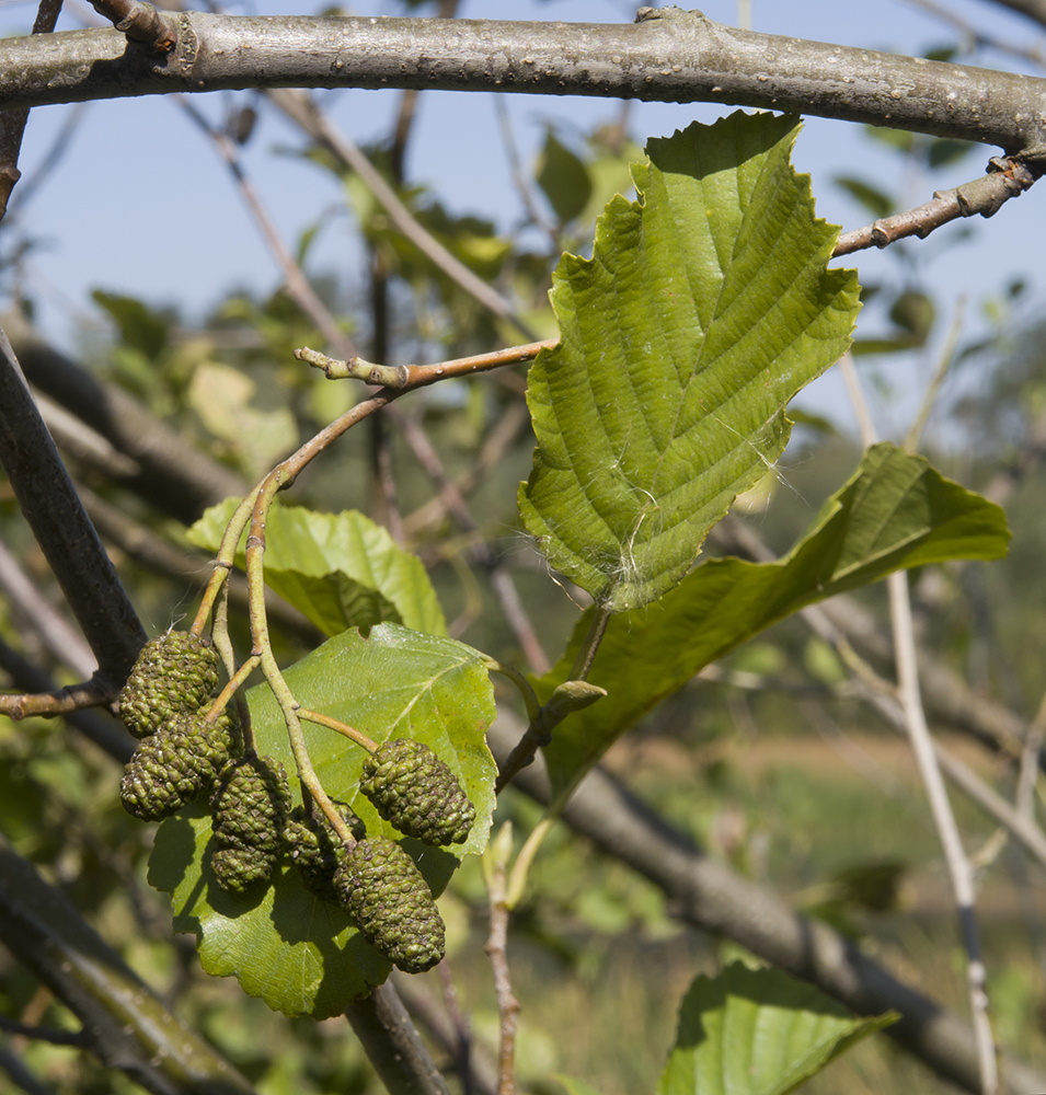 Image of Alnus incana specimen.