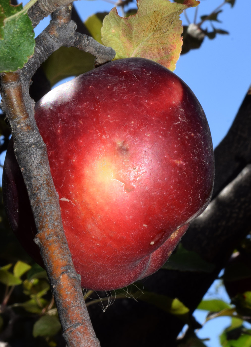 Изображение особи Malus domestica.