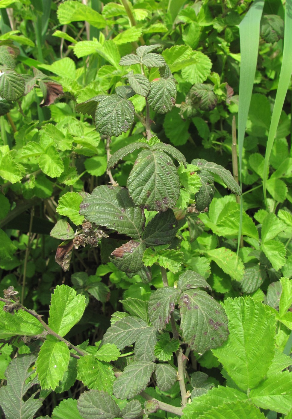 Image of Rubus sanctus specimen.