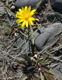 genus Taraxacum