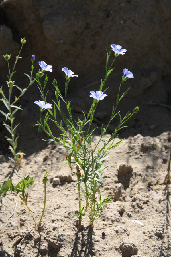 Изображение особи Linum humile.