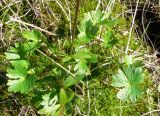 genus Ranunculus