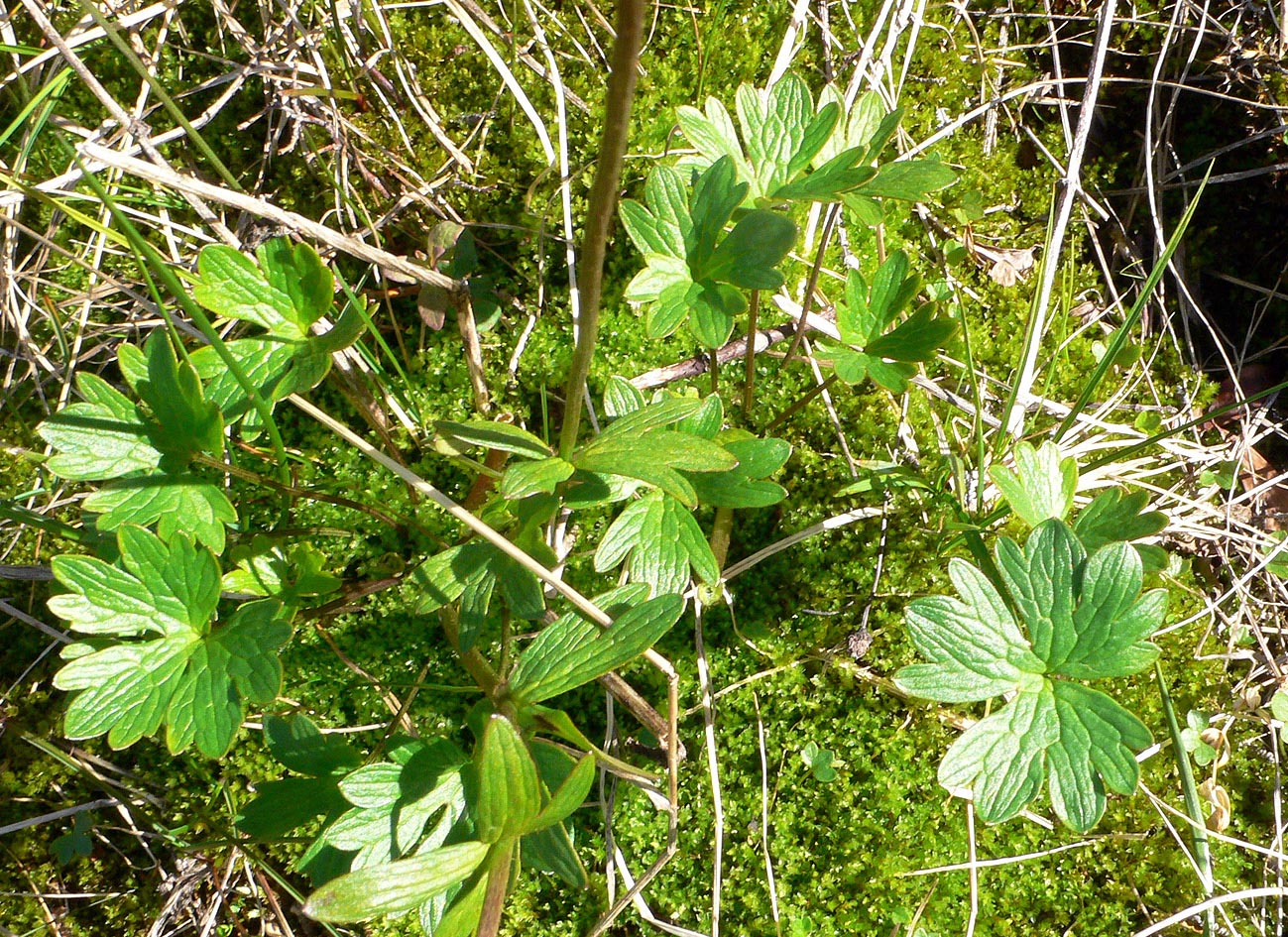 Image of genus Ranunculus specimen.