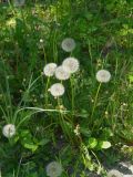 Taraxacum officinale