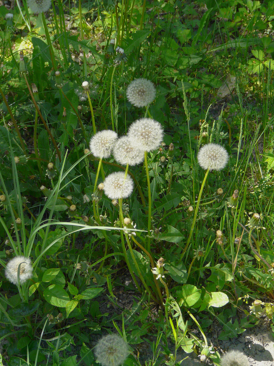 Изображение особи Taraxacum officinale.