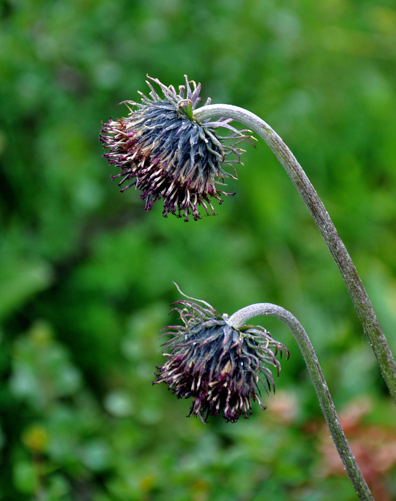 Изображение особи Saussurea frolowii.