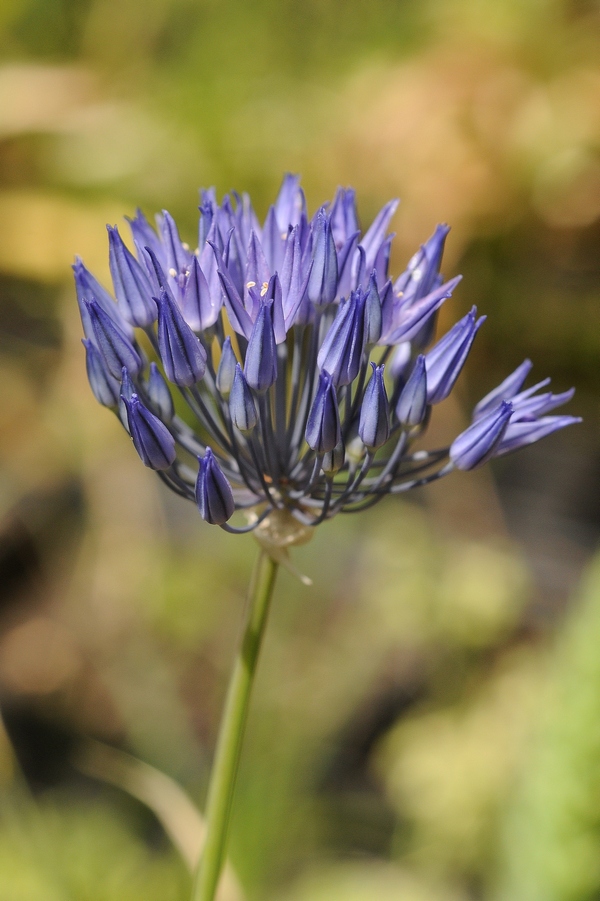 Изображение особи Allium litvinovii.