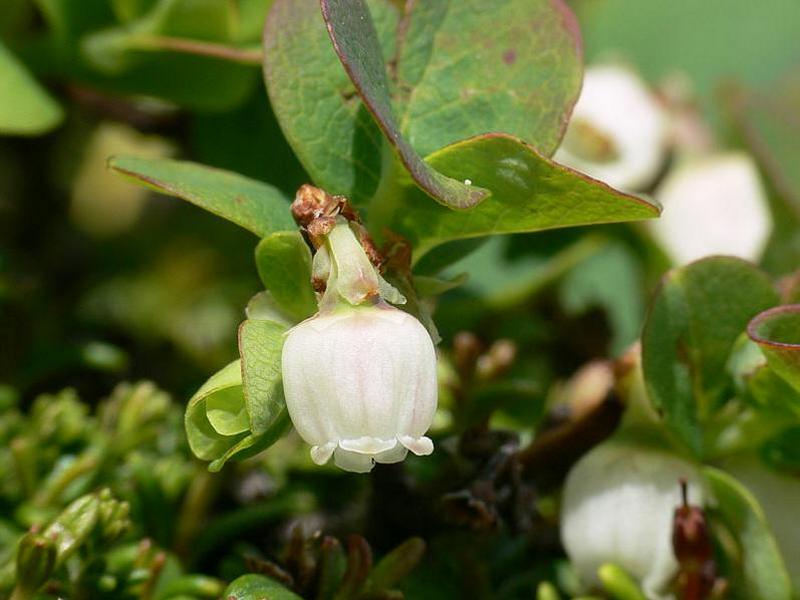 Image of Vaccinium vulcanorum specimen.