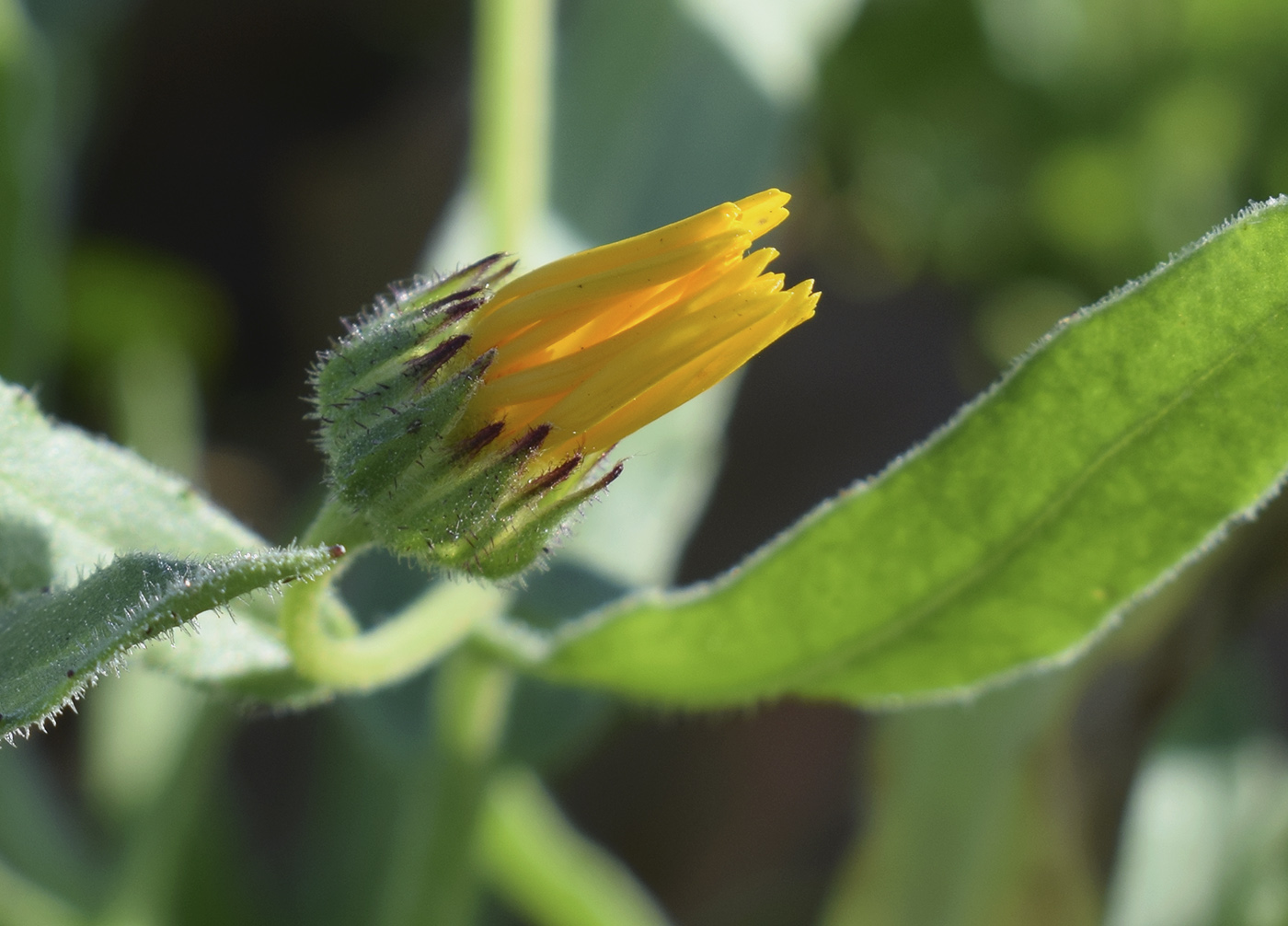 Image of Calendula arvensis specimen.