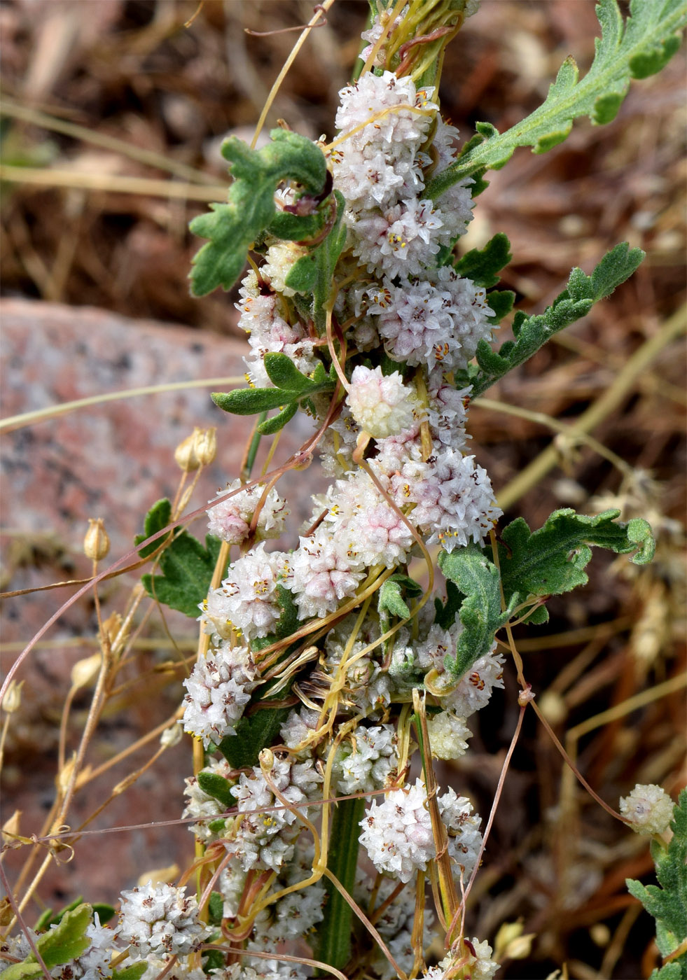 Изображение особи Cuscuta approximata.