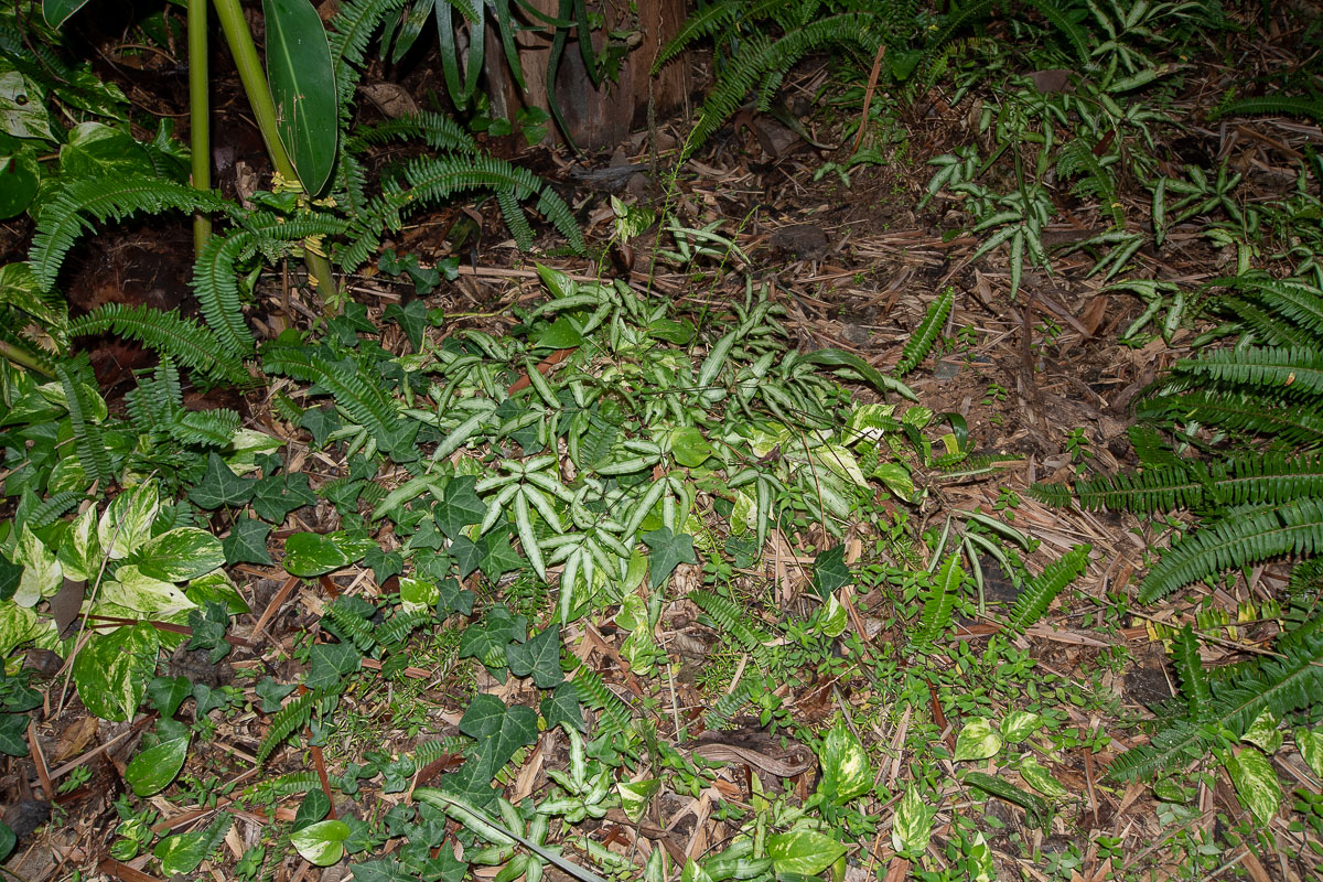 Image of Pteris cretica specimen.