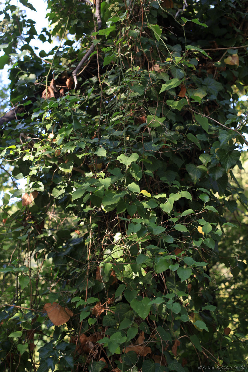 Image of Smilax excelsa specimen.