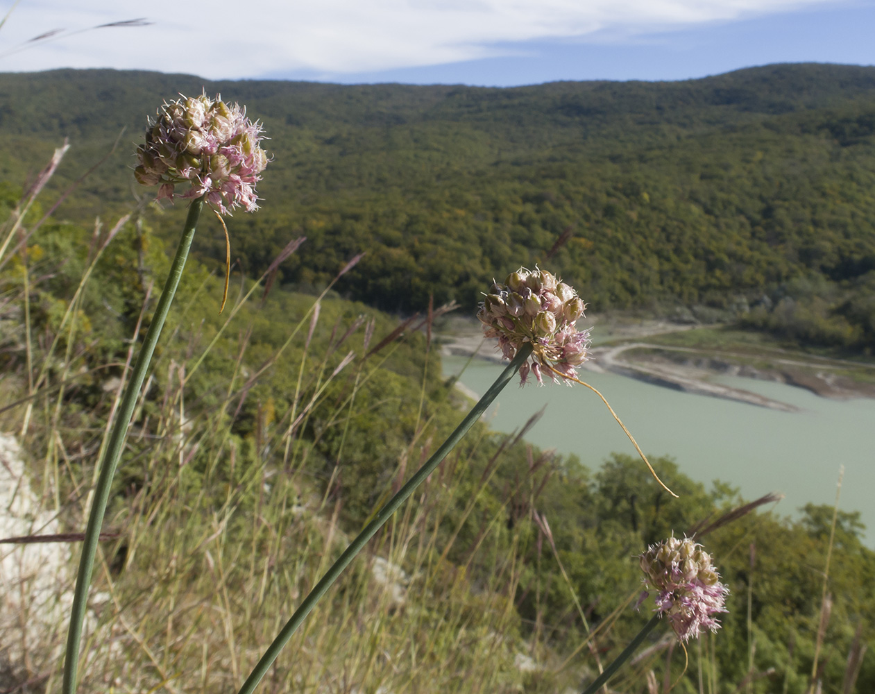 Image of Allium psebaicum specimen.