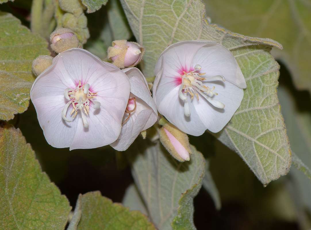 Изображение особи Dombeya burgessiae.