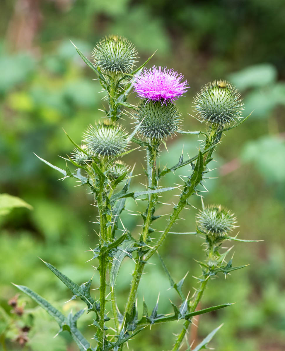 Image of Cirsium vulgare specimen.