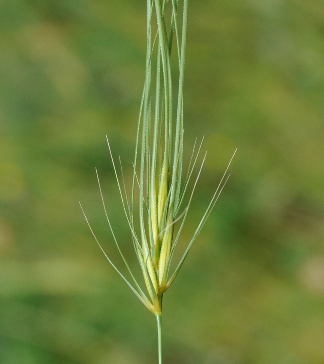 Image of Taeniatherum asperum specimen.