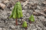 Diphylleia grayi