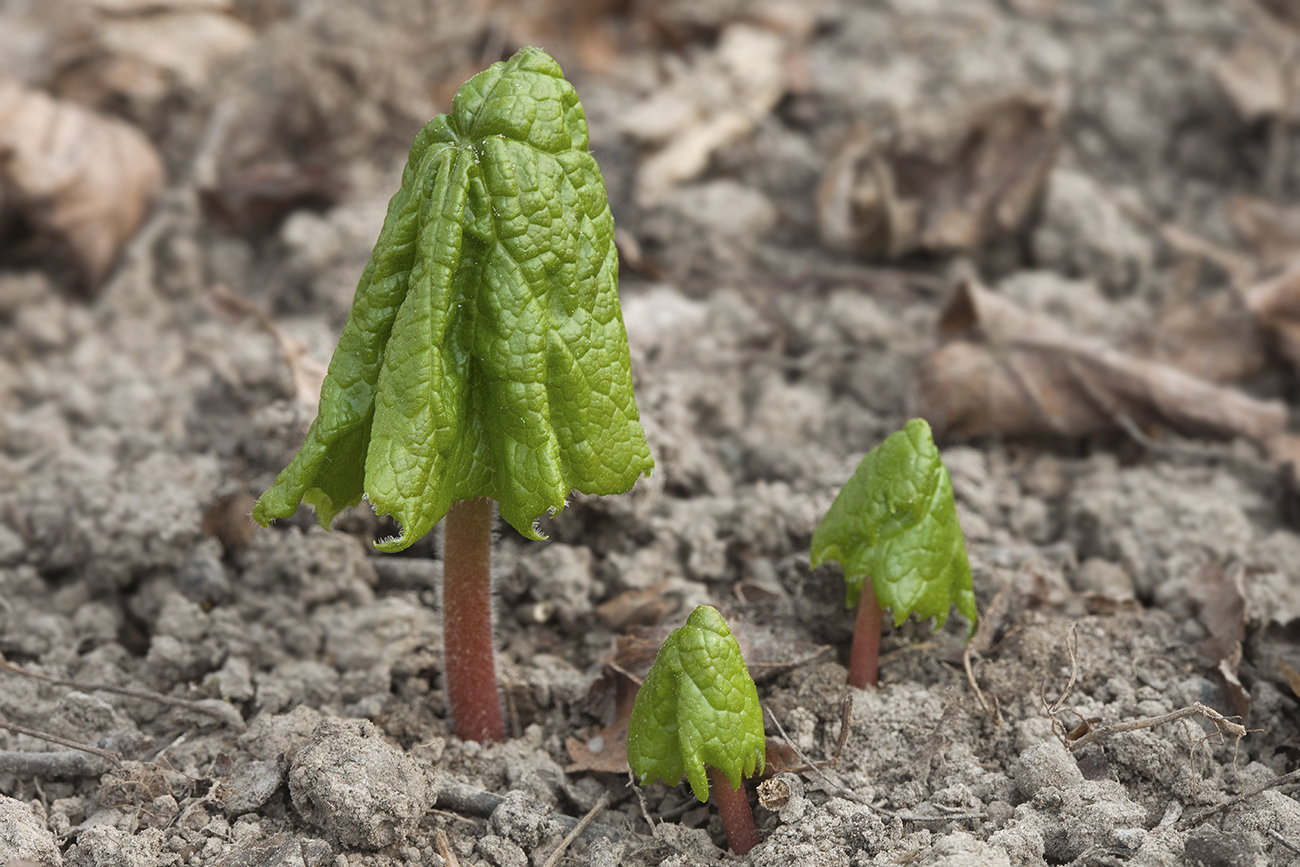 Изображение особи Diphylleia grayi.