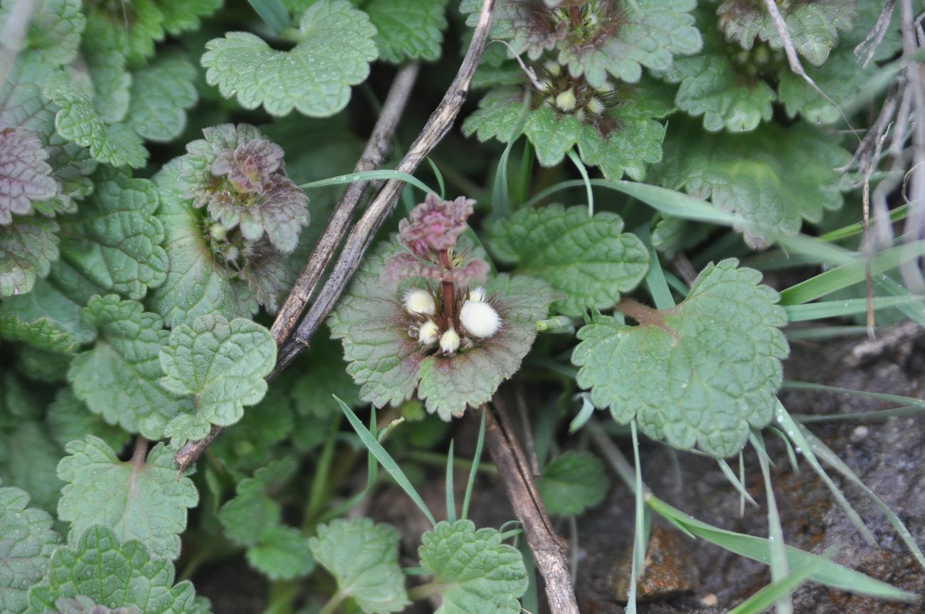 Image of Lamium galactophyllum specimen.