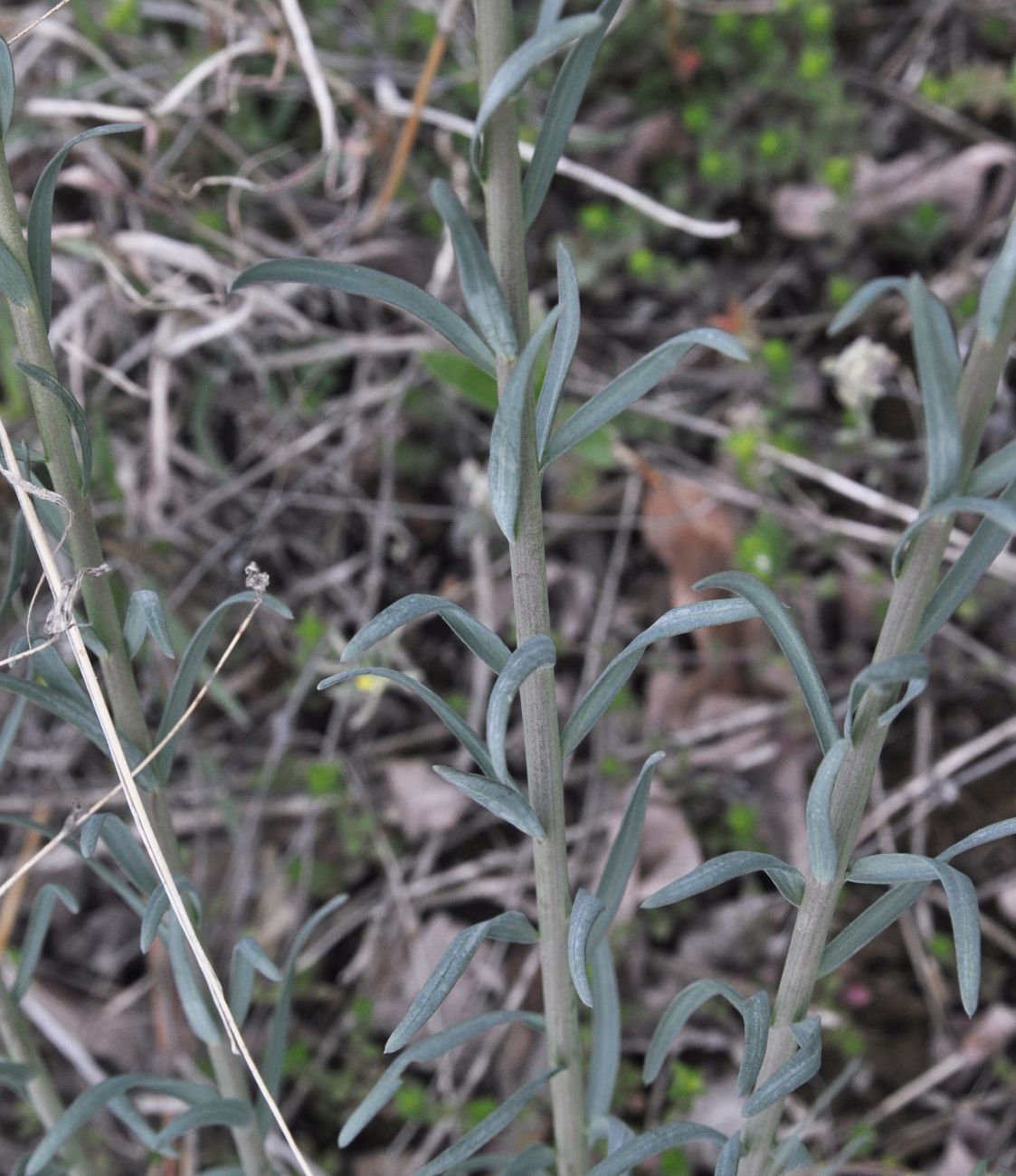 Image of genus Linum specimen.