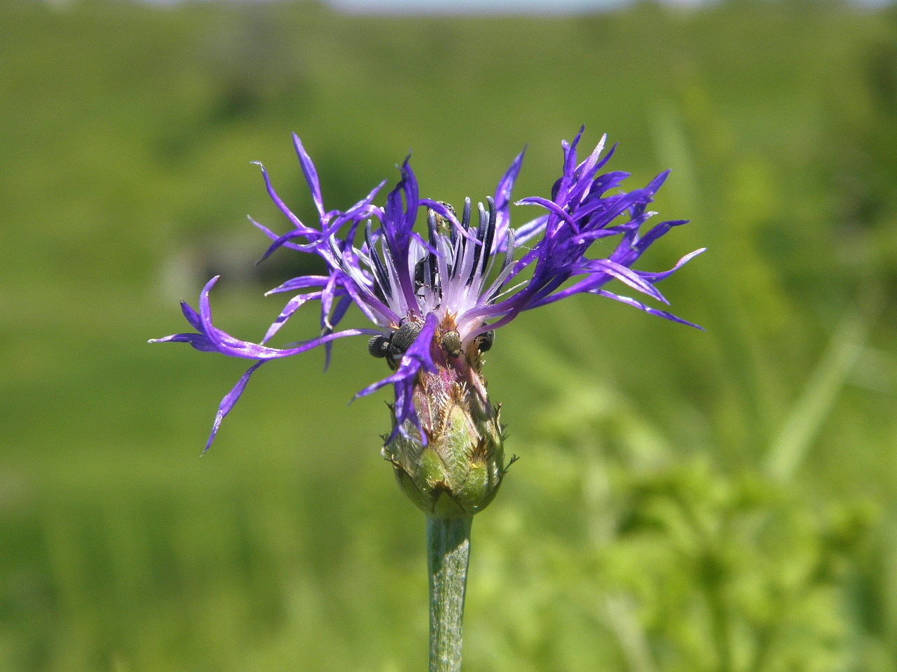 Изображение особи Centaurea tanaitica.