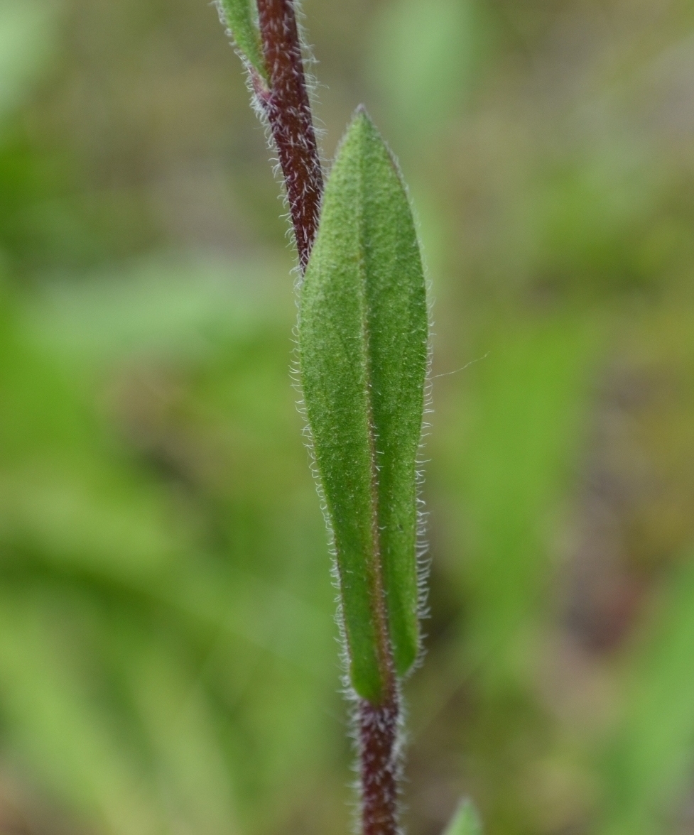 Изображение особи Erigeron acris.