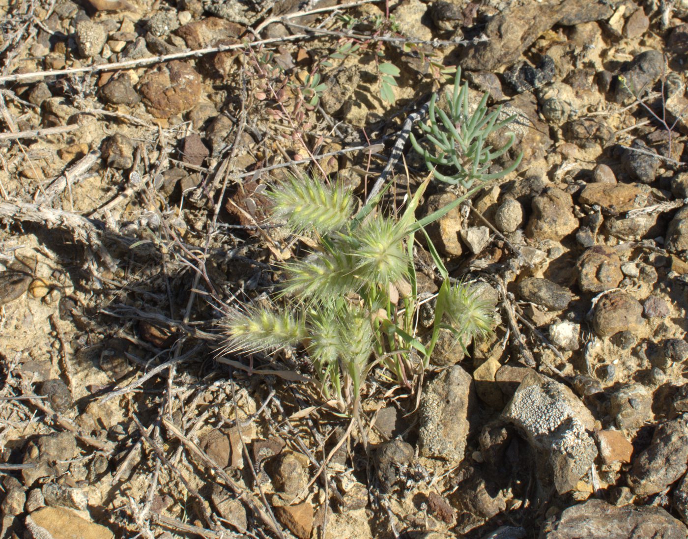 Image of Eremopyrum distans specimen.