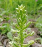 Platanthera metabifolia