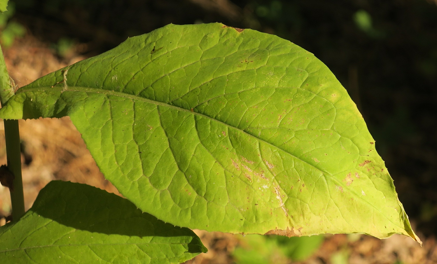 Изображение особи Lactuca chaixii.