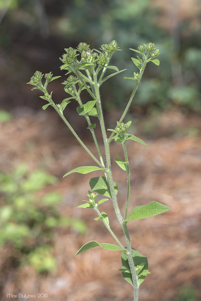 Изображение особи Inula conyza.